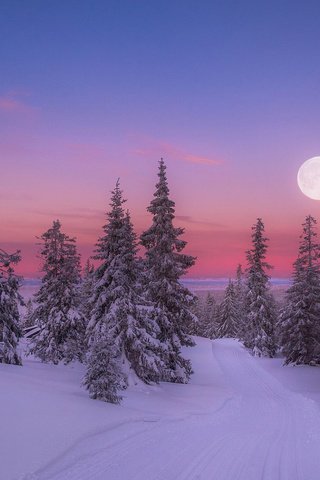 Обои восход, природа, лес, зима, утро, луна, холод, jørn allan pedersen, sunrise, nature, forest, winter, morning, the moon, cold разрешение 1920x1200 Загрузить