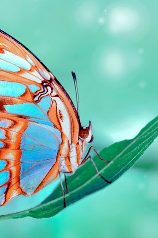 Обои макро, насекомое, бабочка, крылья, растение, ozturk mustafa, macro, insect, butterfly, wings, plant, mustafa ozturk разрешение 1920x1200 Загрузить