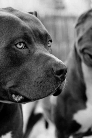 Обои чёрно-белое, собаки, питбультерьер, питбуль, black and white, dogs, pit bull terrier, pit bull разрешение 1920x1200 Загрузить