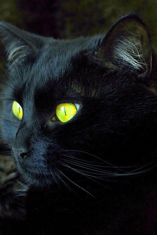 Обои кот, мордочка, кошка, взгляд, черный, желтые глаза, cat, muzzle, look, black, yellow eyes разрешение 1920x1200 Загрузить