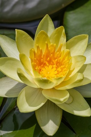 Обои вода, природа, кувшинка, нимфея, водяная лилия, water, nature, lily, nymphaeum, water lily разрешение 2048x1365 Загрузить