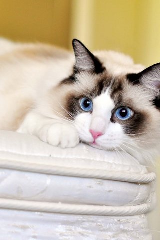 Обои кот, кошка, взгляд, голубые глаза, рэгдолл, cat, look, blue eyes, ragdoll разрешение 1920x1200 Загрузить