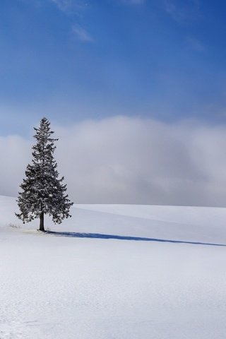 Обои небо, облака, снег, елка, зима, ель, следы, the sky, clouds, snow, tree, winter, spruce, traces разрешение 1920x1080 Загрузить