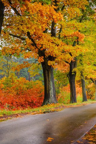 Обои дорога, деревья, природа, листва, осень, road, trees, nature, foliage, autumn разрешение 1920x1200 Загрузить