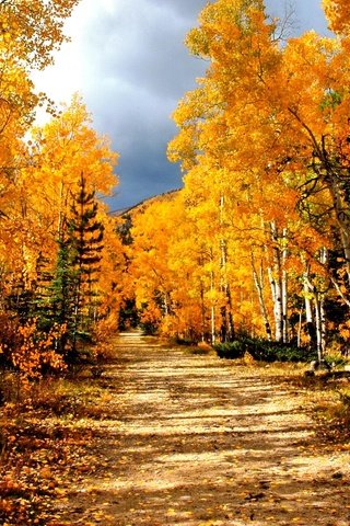 Обои дорога, деревья, лес, березы, осень, road, trees, forest, birch, autumn разрешение 2048x1371 Загрузить
