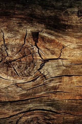 Обои дерево, текстура, доска, древесина, tree, texture, board, wood разрешение 1920x1280 Загрузить