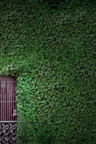 Обои зелень, растения, листья, листва, стена, дверь, плющ, greens, plants, leaves, foliage, wall, the door, ivy разрешение 2560x1600 Загрузить