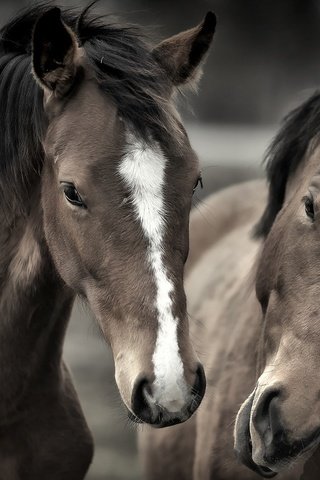 Обои лошади, кони, грива, horse, horses, mane разрешение 2048x1365 Загрузить