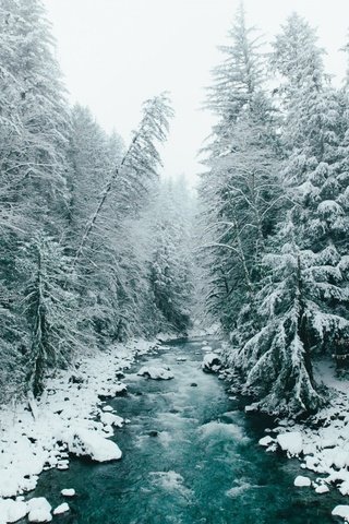 Обои деревья, река, снег, природа, лес, зима, trees, river, snow, nature, forest, winter разрешение 1920x1200 Загрузить