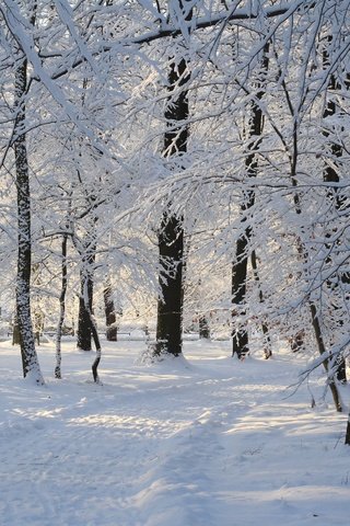 Обои деревья, снег, зима, парк, дорожка, ветки, иней, trees, snow, winter, park, track, branches, frost разрешение 2880x1800 Загрузить