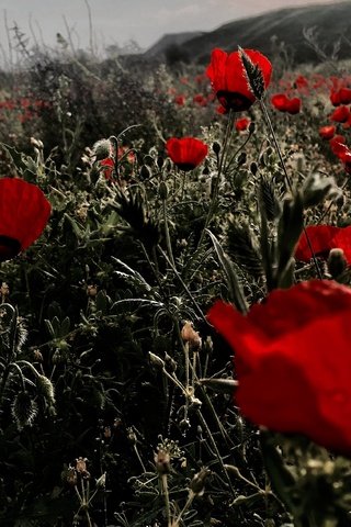 Обои цветы, поле, красные, маки, flowers, field, red, maki разрешение 4032x2270 Загрузить