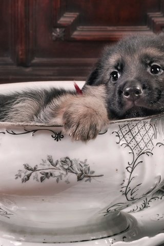 Обои собака, щенок, полотенце, немецкая овчарка, овчарка, супница, dog, puppy, towel, german shepherd, shepherd, tureen разрешение 1920x1200 Загрузить