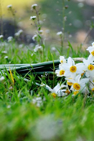 Обои цветы, трава, букет, нарциссы, flowers, grass, bouquet, daffodils разрешение 1920x1200 Загрузить