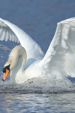 Обои вода, крылья, брызги, птица, взмах, лебедь, water, wings, squirt, bird, stroke, swan разрешение 1920x1200 Загрузить