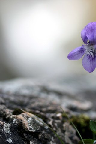 Обои природа, фон, цветок, боке, фиалка, nature, background, flower, bokeh, violet разрешение 2880x1800 Загрузить