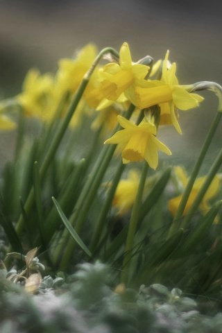 Обои цветы, весна, нарциссы, желтые, flowers, spring, daffodils, yellow разрешение 2560x1600 Загрузить