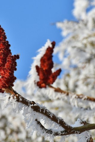 Обои природа, цветение, ветки, иней, кристаллы, nature, flowering, branches, frost, crystals разрешение 3840x2400 Загрузить