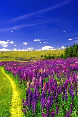 Обои небо, дорога, цветы, облака, поле, люпины, the sky, road, flowers, clouds, field, lupins разрешение 3840x2160 Загрузить