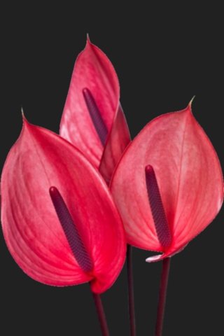 Обои цветы, черный фон, антуриум, flowers, black background, anthurium разрешение 2560x1440 Загрузить