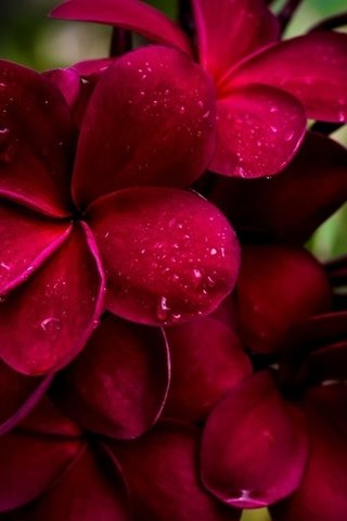 Обои цветы, капли, лепестки, капельки росы, плюмерия, flowers, drops, petals, drops of dew, plumeria разрешение 2560x1710 Загрузить