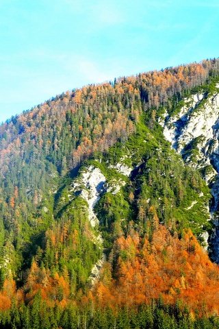 Обои деревья, горы, лес, осень, trees, mountains, forest, autumn разрешение 4224x2376 Загрузить