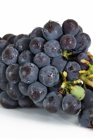 Обои виноград, белый фон, гроздь, grapes, white background, bunch разрешение 5472x3648 Загрузить