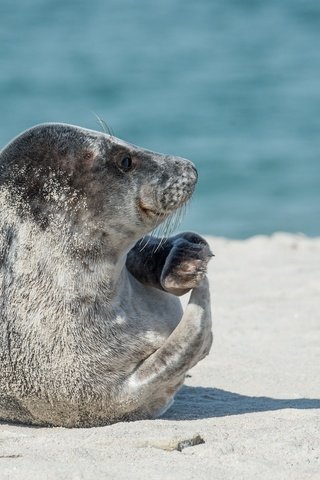 Обои тюлень, дикая природа, морской котик, ласты, seal, wildlife, navy seal, fins разрешение 1920x1281 Загрузить