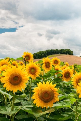 Обои облака, поле, подсолнух, подсолнухи, холм, clouds, field, sunflower, sunflowers, hill разрешение 4288x2848 Загрузить