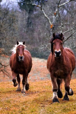 Обои лошадь, природа, лошади, кони, грива, бег, копыта, horse, nature, horses, mane, running, hooves разрешение 3048x1875 Загрузить