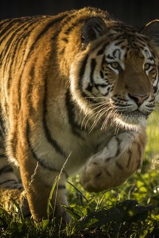Обои тигр, морда, лапы, хищник, большая кошка, tiger, face, paws, predator, big cat разрешение 4122x2850 Загрузить