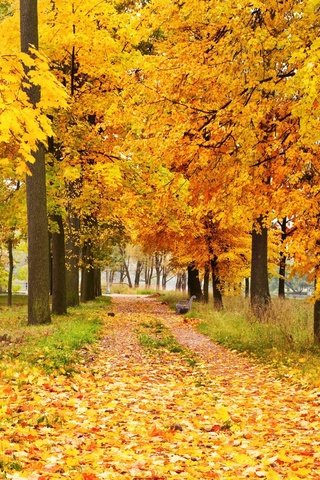 Обои деревья, природа, лес, листья, парк, осень, аллея, trees, nature, forest, leaves, park, autumn, alley разрешение 2880x1800 Загрузить