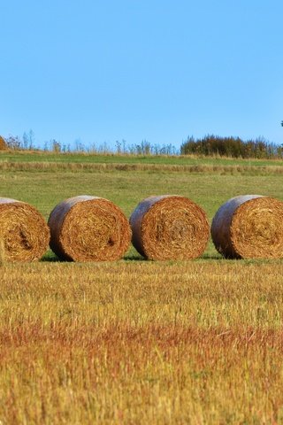 Обои поле, сено, тюки, рулоны, сельское хозяйство, field, hay, bales, rolls разрешение 4998x2761 Загрузить