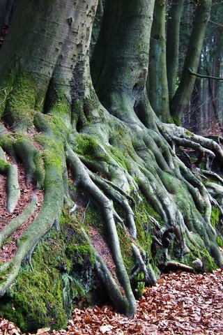 Обои природа, дерево, лес, мох, корни, осенние листья, nature, tree, forest, moss, roots, autumn leaves разрешение 3648x2736 Загрузить