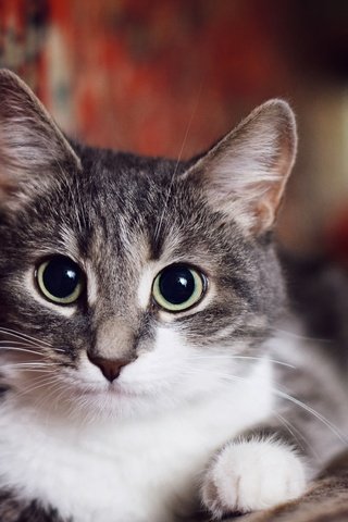 Обои глаза, мордочка, усы, кошка, взгляд, eyes, muzzle, mustache, cat, look разрешение 5511x3674 Загрузить