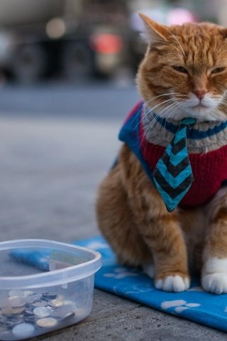 Обои кот, мордочка, одежда, рыжий, лапки, попрошайка, cat, muzzle, clothing, red, legs разрешение 1920x1080 Загрузить