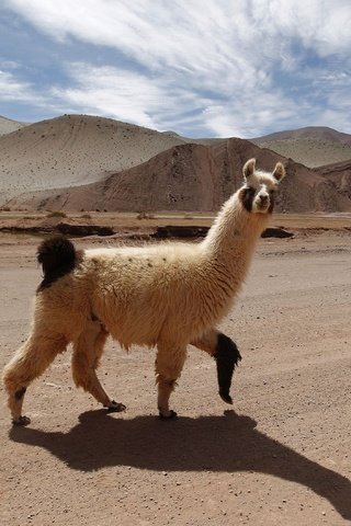 Обои дорога, горы, тень, животное, лама, альпака, альпаки, road, mountains, shadow, animal, lama, alpaca разрешение 3000x2113 Загрузить