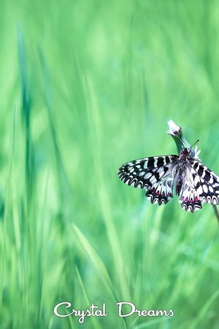 Обои трава, насекомое, бабочка, крылья, tatyana krylova, татьяна крылова, grass, insect, butterfly, wings разрешение 2000x1416 Загрузить