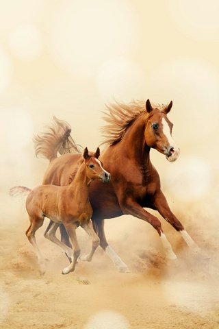 Обои лошадь, лошади, кони, пыль, грива, бег, копыта, жеребенок, horse, horses, dust, mane, running, hooves, foal разрешение 2560x2560 Загрузить