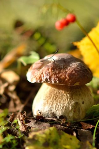 Обои природа, осень, гриб, ягоды, белый гриб, осенние листья, nature, autumn, mushroom, berries, white mushroom, autumn leaves разрешение 2560x1600 Загрузить