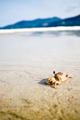 Обои природа, краб на пляже, берег, море, песок, пляж, горизонт, краб, клешни, nature, crab on the beach, shore, sea, sand, beach, horizon, crab, claws разрешение 3888x2592 Загрузить