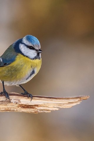 Обои птица, клюв, перья, синица, синичка, лазоревка, bird, beak, feathers, tit, titmouse, blue tit разрешение 1920x1200 Загрузить