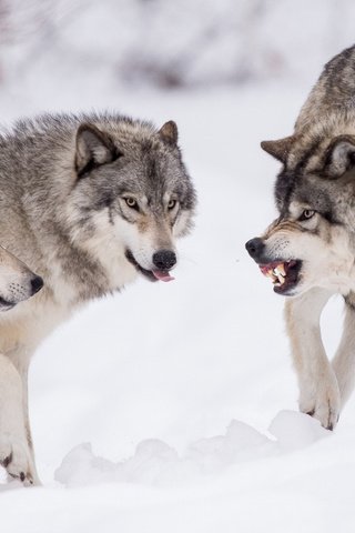 Обои снег, природа, хищник, волки, стая, волк, snow, nature, predator, wolves, pack, wolf разрешение 1920x1200 Загрузить