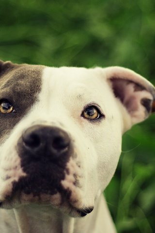 Обои мордочка, взгляд, собака, амстафф, стаффордширский терьер, muzzle, look, dog, amstaff, staffordshire terrier разрешение 2560x1600 Загрузить