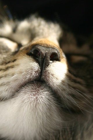 Обои кот, мордочка, усы, кошка, сон, крупным планом, cat, muzzle, mustache, sleep, closeup разрешение 3072x2048 Загрузить