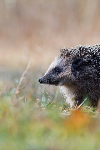 Обои природа, германия, ежик, еж, нижняя саксония, эмсланд, nature, germany, hedgehog, lower saxony, emsland разрешение 1920x1080 Загрузить