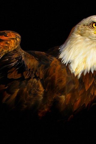Обои крылья, хищная птица, орел, птица, клюв, черный фон, перья, тени, белоголовый орлан, wings, bird of prey, eagle, bird, beak, black background, feathers, shadows, bald eagle разрешение 3840x2160 Загрузить