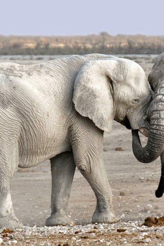 Обои природа, слон, африка, уши, слоны, хобот, намибия, nature, elephant, africa, ears, elephants, trunk, namibia разрешение 2800x1575 Загрузить