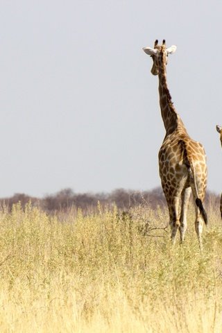 Обои солнце, африка, семья, жираф, дикая природа, жирафы, намибия, the sun, africa, family, giraffe, wildlife, giraffes, namibia разрешение 2048x1365 Загрузить