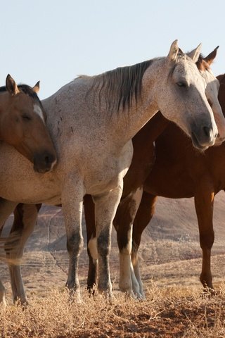 Обои природа, поле, лошади, кони, nature, field, horse, horses разрешение 1920x1200 Загрузить