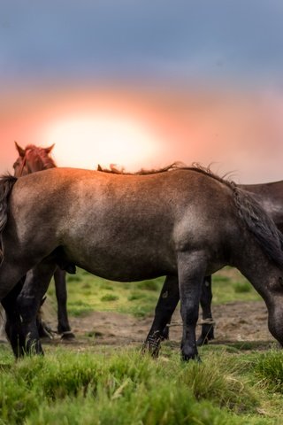 Обои небо, трава, природа, закат, лошади, кони, the sky, grass, nature, sunset, horse, horses разрешение 5999x3183 Загрузить